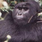 Bwindi Mountain Gorilla