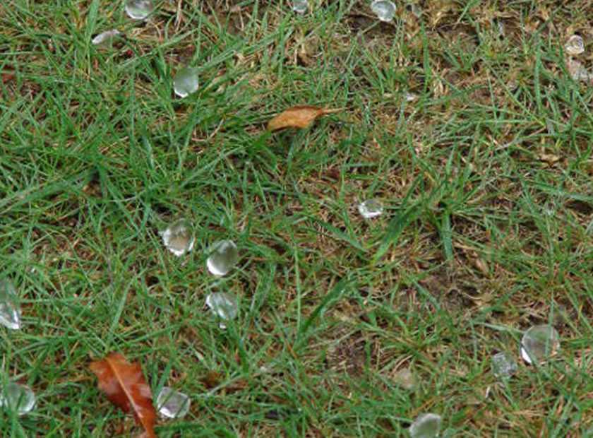 Bwindi Hail Stones
