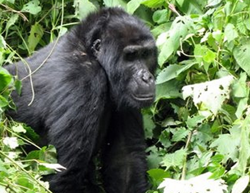 Binyindo with a distinguishing mark on her nose!