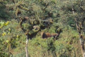 Bwindi Forest Elephants