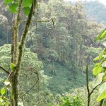 Bwindi Tree Species