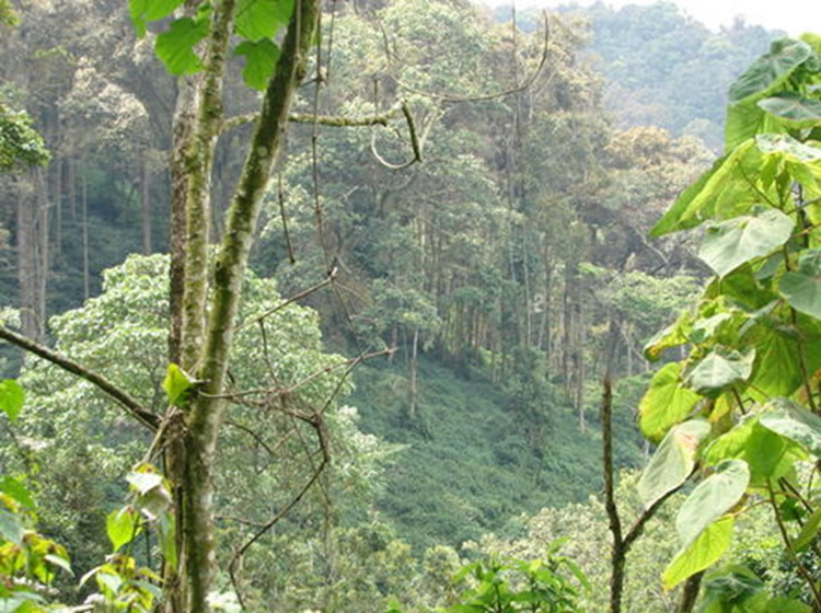 Bwindi Tree Species