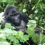 Mubare Gorilla Family