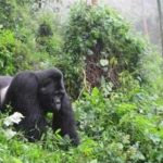 Bwindi Silverback Gorilla