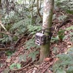 Bwindi Camera Trap