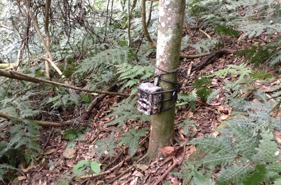 Bwindi Camera Trap