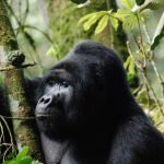 Rukina Silverback Gorilla