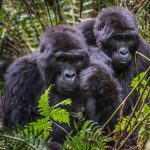 Bwindi Mountain Gorillas