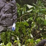 What to Wear on a Gorilla Trek