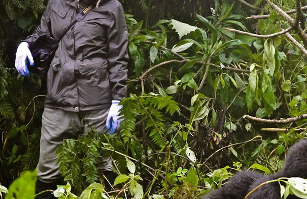 What to Wear on a Gorilla Trek