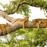 Tree Climbing Lions in Ishasha
