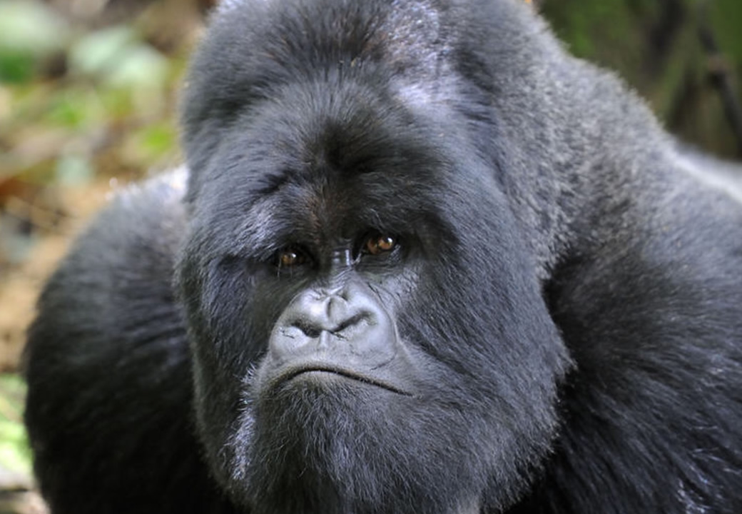 Mountain Gorilla