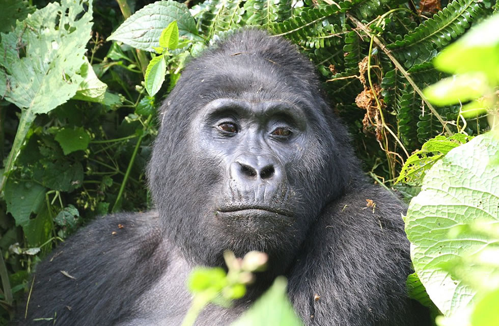 Bwindi Gorilla Tourism