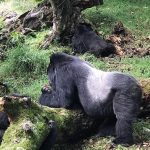 Gorilla Habituation