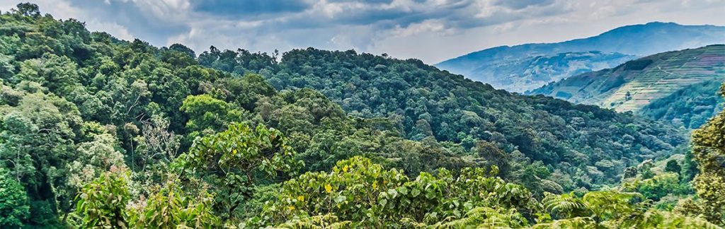 Bwindi Forest Canopy