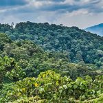 Bwindi Forest Canopy