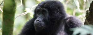 Bwindi Forest Gorilla