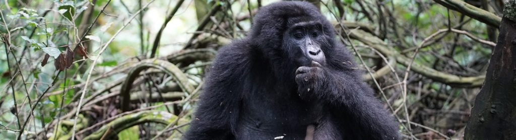 Bwindi Gorilla in the Woods