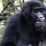 Bwindi Gorilla in the Woods