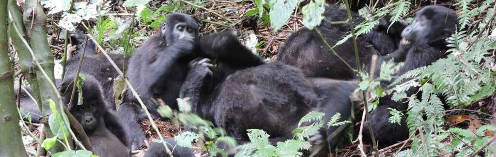 Bwindi Mountain Gorillas