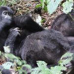 Bwindi Mountain Gorillas