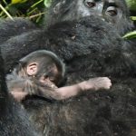 Mishaya Baby Gorilla