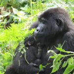 Bwindi Baby Gorilla