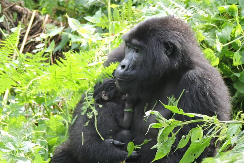 Bwindi Baby Gorilla