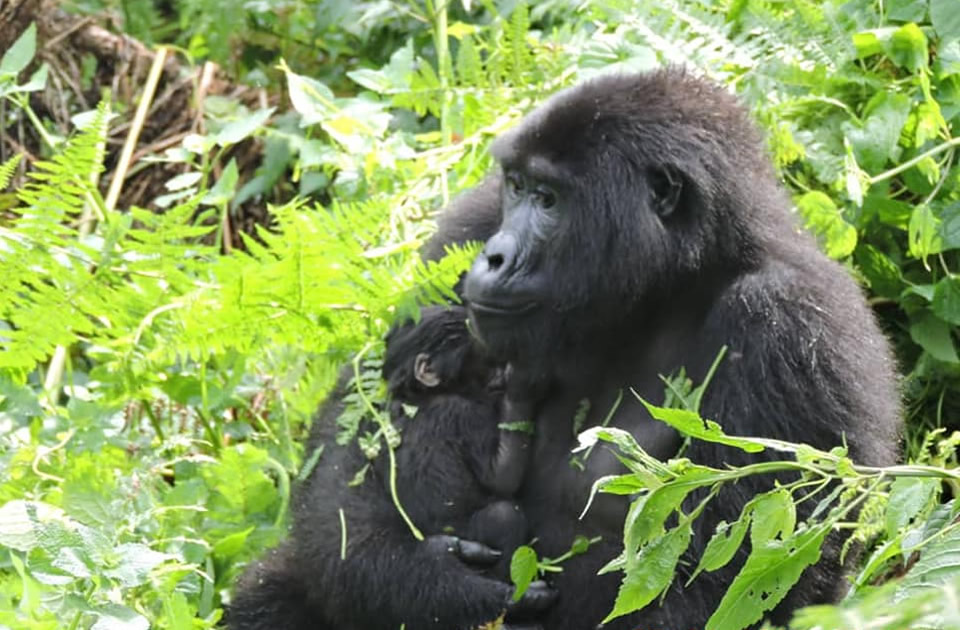 Nshongi Baby Gorilla and Mother