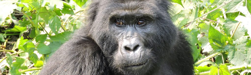 Bwindi Mountain Gorilla
