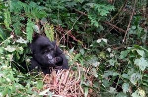 Mubare Gorilla Baby