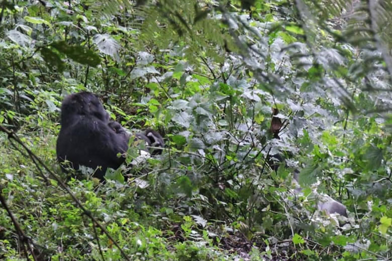 Ndikahe Baby Gorilla