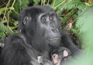 Rushegura Gorilla Baby