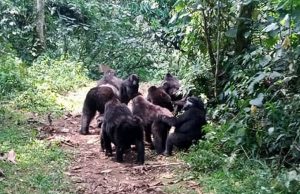 Rushegura Gorilla Family