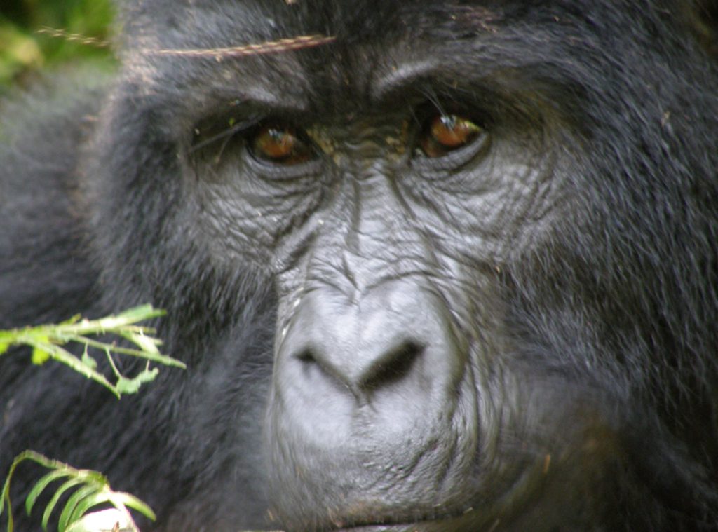 Bwindi Gorilla