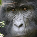 Bwindi Gorilla