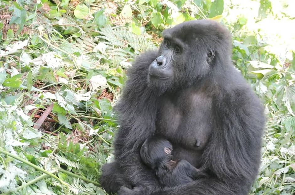 Rushegura Baby Gorilla