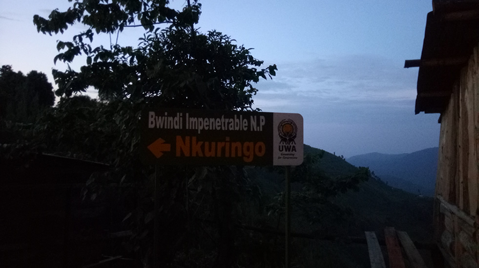 Nkuringo of Bwindi