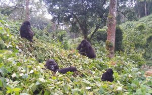 Mukiza Gorilla Family