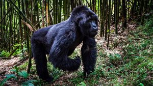 Luxury Gorilla Trekking Safari