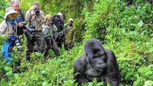 Go Gorilla Trekking