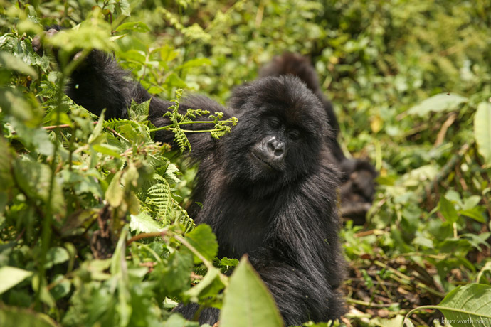 Gorilla Trekking in Volcanoes