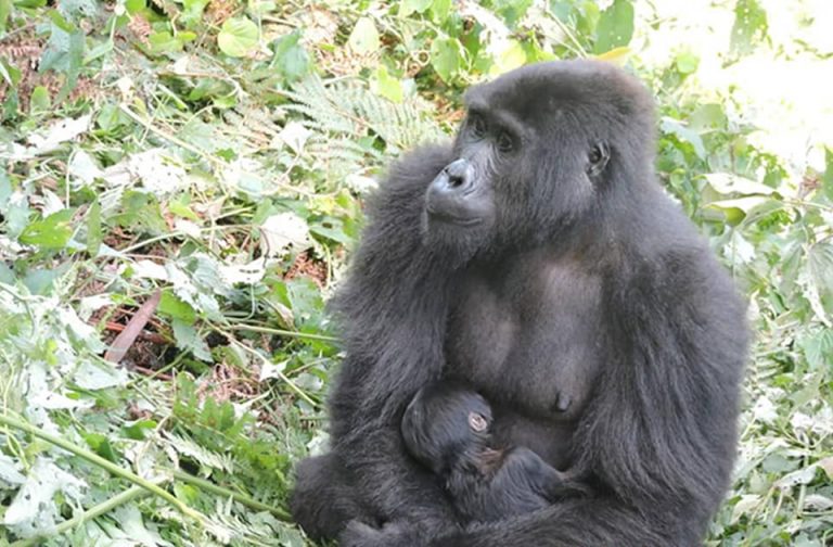 Kebirungi and Her baby Gorilla