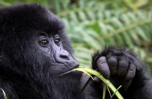 Bwindi Gorilla Eating