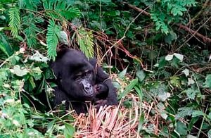 Bwindi Gorilla Nest