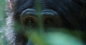 Bwindi Chimpanzee