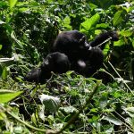 Bwindi Gorilla Trek
