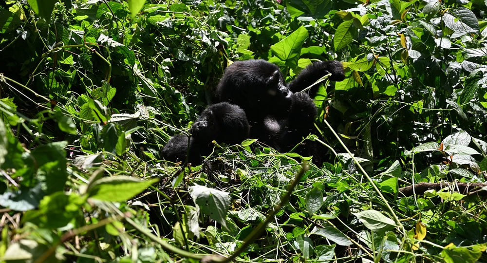 Bwindi Gorilla Trek