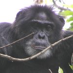 Kibale Chimpanzee