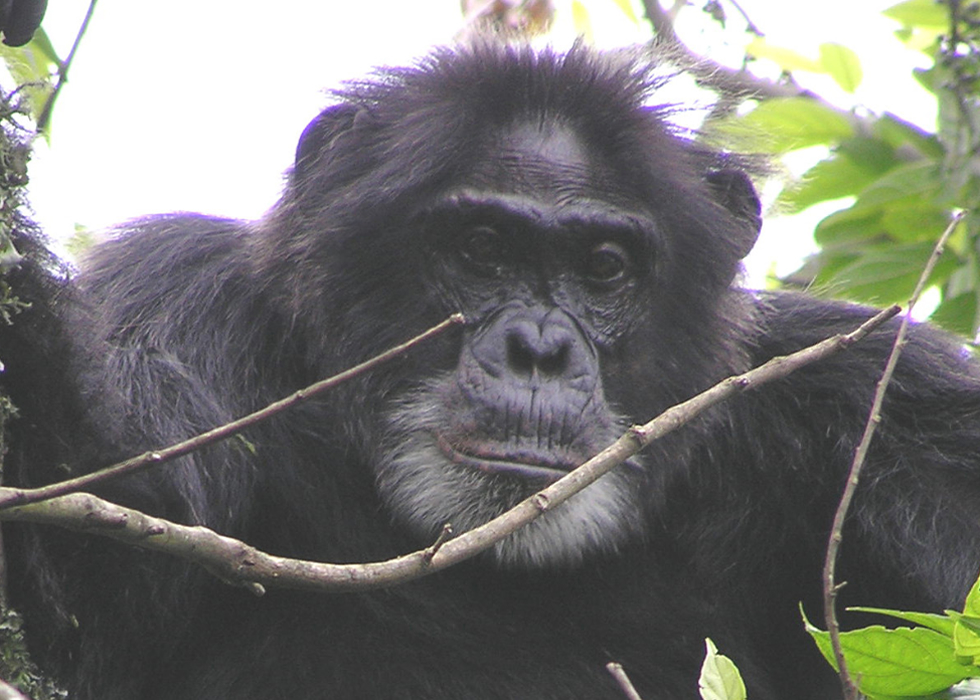 Kibale Chimpanzee